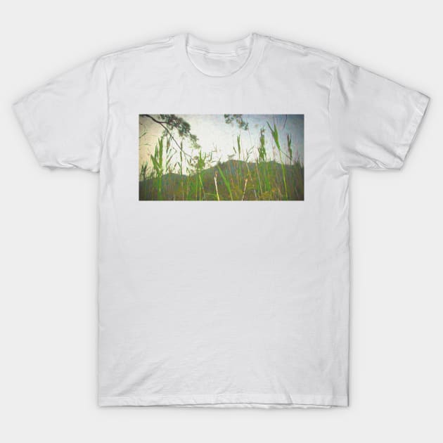 Pampas Grass T-Shirt by stuartchard